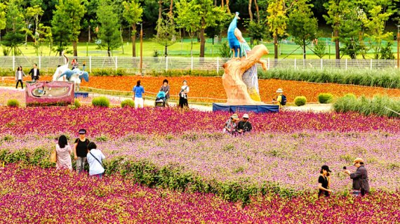 양주 천만송이 천일홍 축제(경기관광공사 제공)/
