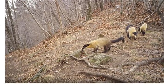 담비가 먹이를 찾고 있는 모습. (사진제공=국립공원공단)