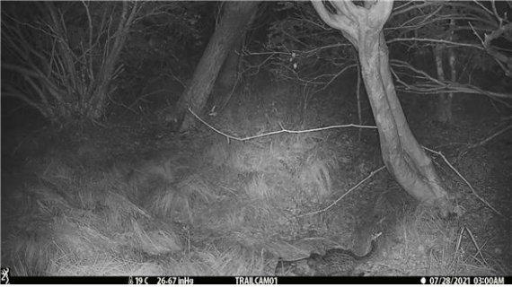 지난해 7월28일 어미삵이 새끼에게 젖을 물리고 있다. (사진제공=국립공원공단)