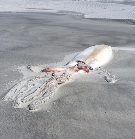 뉴질랜드 해변서 발견된 4m 거대 오징어 사체, 다리 보니...경악