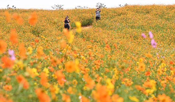 [안성=뉴시스] 김종택기자 = 14일 오후 경기도 안성시 공도읍 안성팜랜드에 펼쳐진 황화코스모스가 가을 정취를 더하고 있다. 7~9월 사이에 개화하는 황화코스모스는 노랑코스모스로도 불리며 꽃잎이 노란색 또는 오렌지색을 띠는 것이 특징이다. 2022.09.14. jtk@newsis.com