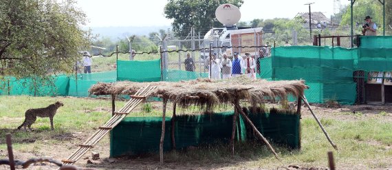 인도가 17일 나렌드라 모디 총리 주재 하에 나미비아에서 들여온 치타 8마리를 국립공원에 야생방사했다. 치타는 처음 한 달간 격리 시설에 머문 뒤 완전한 야생생활을 시작하게 된다. 2022. 9. 17. ⓒ 로이터=뉴스1 ⓒ News1 최서윤 기자