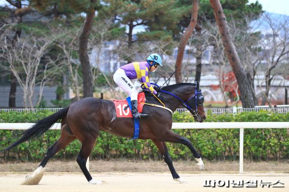 메니히어로. 사진제공=한국마사회