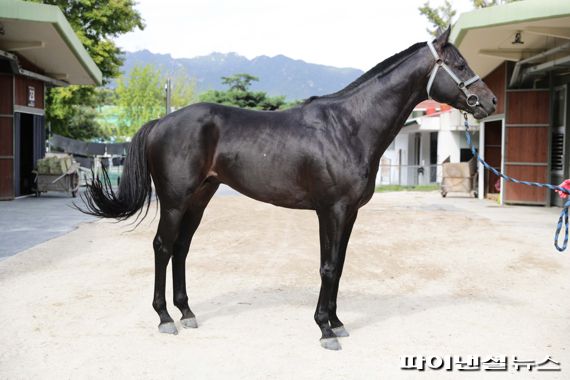 [경마] ‘혈통 금수저’ 1400m 경주, 우승후보는?