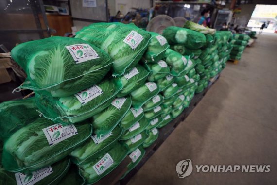 가격 오른 배추 가격 오른 배추 (광주=연합뉴스) 천정인 기자 = 13일 오후 광주 북구 각화농산물시장에 배추가 진열돼 있다. 올 여름 폭염·폭우가 겹치고 제11호 태풍 '힌남노'가 한반도에 상륙하면서 배추 도매가격이 한 달 만에 2배로 뛰었다. 2022.9.13 iny@yna.co.kr (끝)