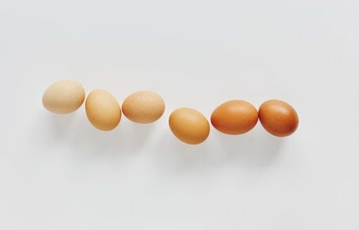 달걀의 껍질색과 영양분은 직접적 관계가 없으며 알을 낳은 닭의 품종이나 색깔에 따라 다르게 나타난다. 월간계란 제공.