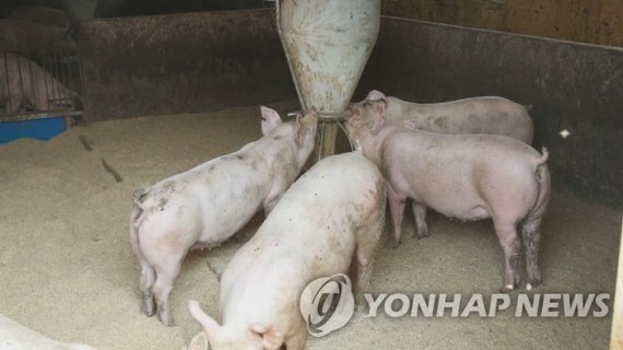 춘천 돼지농장 소독자원 총동원..."추가 발생 우려 엄중한 상황"