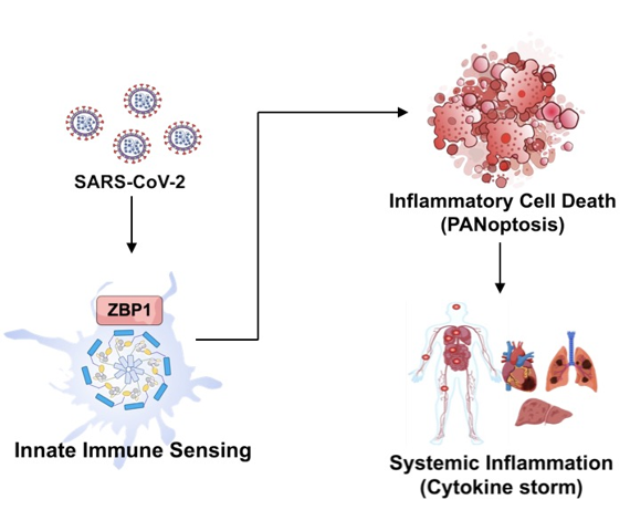 그림1. 코로나19 바이러스(SARS-CoV-2)의 전신 염증 유발 메커니즘 코로나19 바이러스 감염 시 면역세포 중 대식세포(macrophage)에서 발현되는 선천면역센서 ZBP1이 이 바이러스를 특이적으로 인지해 동시다발적 염증성 세포사멸인 파놉토시스(PANoptosis)를 일으키고 전신염증(Systemic Inflammation)이 유발된다.