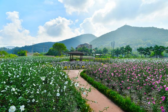 전남 장성군은 장성읍에 위치한 장성무궁화공원<사진>이 산림청 주관 '제9회 나라꽃 무궁화 명소 공모전'에서 최우수상을 수상했다고 21일 밝혔다. 사진=장성군 제공