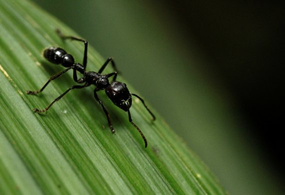 세상에 개미는 얼마나 많을까? 놀라운 연구결과