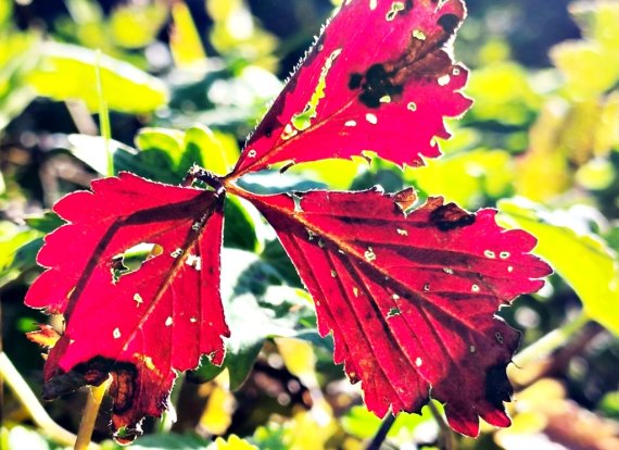 가을도 쉬어가는 해발 1천330ｍ 함백산 만항재 단풍 비경