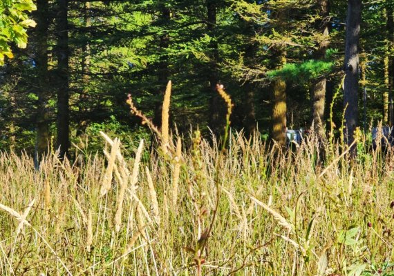 갈색 옷으로 갈아입은 만항재 하늘숲 [촬영 배연호]