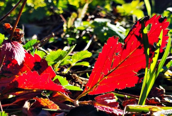 진한 단풍 물드는 만항재 하늘숲 [촬영 배연호]