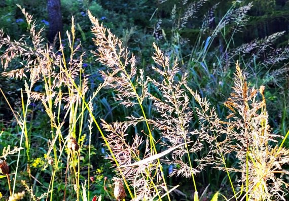 갈색 옷으로 갈아입은 만항재 하늘숲 [촬영 배연호]