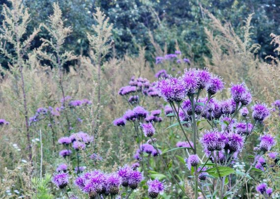 만항재 하늘숲의 각시취 [촬영 배연호]