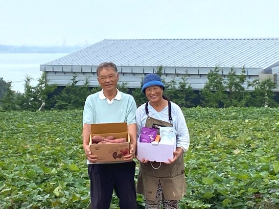 [무안=뉴시스] 전남 무안의 질 좋은 황토에서 40여년간 고구마 농사를 지으며 유기농법을 실천 중인 '행복한 고구마 농장' 김용주씨 부부가 고당도 '달수 고구마'를 수확해 들어 보이고 있다 . (사진=전남도 제공) 2022.09.23. photo@newsis.com *재판매 및 DB 금지