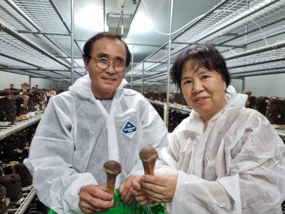 가평참송이농장 유종태(69·왼쪽), 김순덕(65) 부부가 수확한 참송이 버섯을 들고 있다. /뉴스1 ⓒ News1 양희문 기자