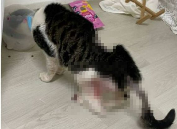학대당한 고양이 (온라인 커뮤니티 캡처) /뉴스1