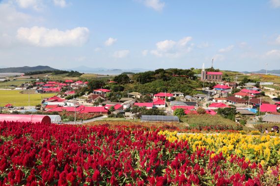 전남 신안군은 '맨드라마의 섬' 병풍도가 행정안전부와 한국섬진흥원이 공동으로 선정한 '찾아가고 싶은 가을 섬'에 선정됐다고 27일 밝혔다. 사진=신안군 제공