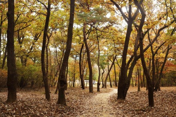 경기 구리 동구릉 숲길/사진 제공=문화재청