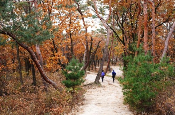 서울 태릉과 강릉 숲길 [문화재청 제공. 재판매 및 DB 금지]