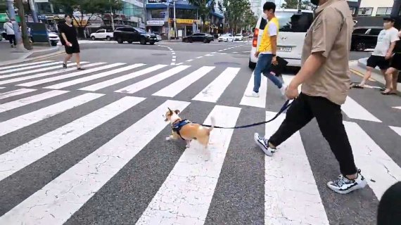 부산 반려견 순찰대