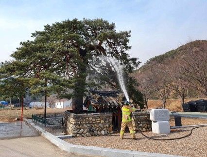 울진 산불 인근의 천연기념물 ‘울진 행곡리 처진소나무’ 종자 영구보