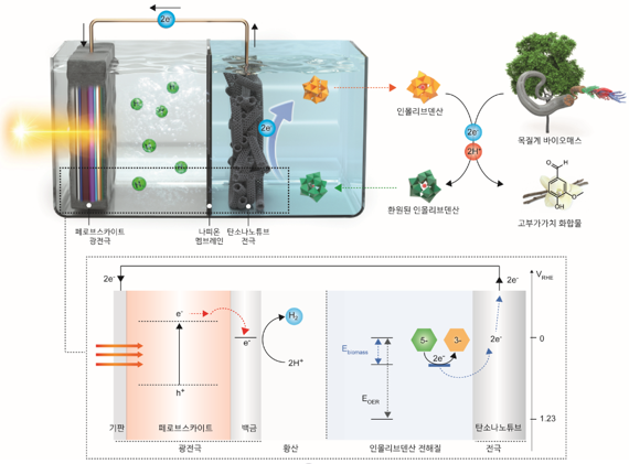 목질계 바이오매스와 인몰리브덴산의 반응으로 리그닌만 선택적으로 분해해 바닐린 등의 고부가가치 화합물을 얻을 수 있다(오른쪽 위). 이 반응에서 추출된 전자는 환원된 인몰리브덴산에 저장된다. 저장된 전자를 활용해 페로브스카이트 광전극과 결합한 시스템에 적용하였을 때, 인가되는 전압 없이 태양광 그린 수소를 생산할 수 있다(왼쪽 위와 아래). UNIST 제공