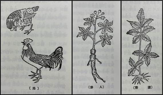본초강목에 그려진 닭, 인삼, 그리고 곽향