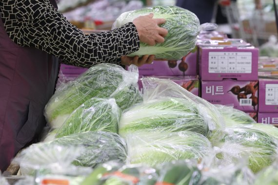 서울의 한 마트에서 배추를 고르고 있는 시민. /연합뉴스