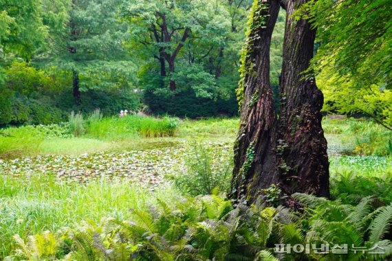 제1회 광릉숲 사진공모전 장려상- 고재용 숲속의힐링. 사진제공=경기북부청