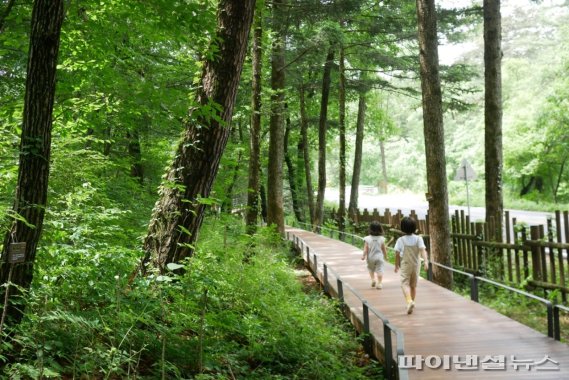 제1회 광릉숲 사진공모전 장려상- 김현진 나무사이로. 사진제공=경기북부청