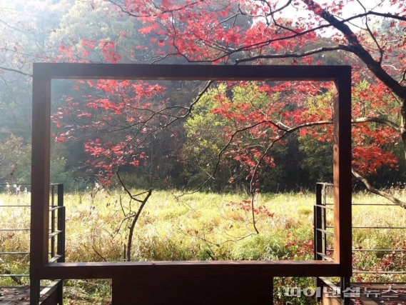 제1회 광릉숲 사진공모전 장려상- 전은자 단풍든 가을숲길. 사진제공=경기북부청