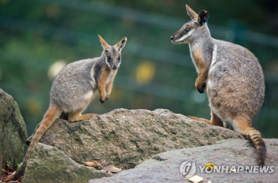 노란발바위왈라비 epa03905785 Yellow-footed rock-wallaby baby Noah (L) next to its mother on a rock in at Tierpark in Berlin, Germany, 11 October 2013. Yellow-footed rock-wallaby are endangered species in Australia and a few zoos have breeding programs for these animals. EPA/OLE SPATA