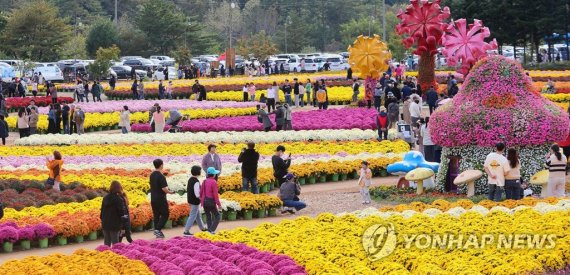 설악은 단풍으로 물들고, 제주는 억새 물결에 취했다