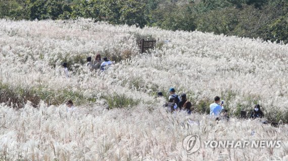 제주는 억새의 계절 제주는 억새의 계절 (제주=연합뉴스) 전지혜 기자 = 토요일인 15일 제주시 조천읍 산굼부리에서 관광객과 나들이객들이 억새 물결을 감상하고 있다. 2022.10.15 atoz@yna.co.kr (끝)