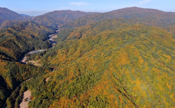 지난 13일 강원도 평창군 오대산 자락 진고개에 물든 단풍. ⓒ News1