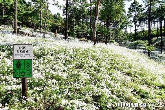 파주시 율곡수목원 내 '구절초 치유의숲'. 사진제공=파주시