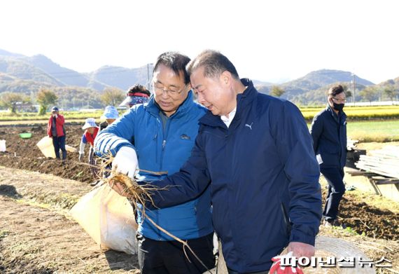 김경일 파주시장(오른쪽) 17일 적성면 마지리 소재 인삼재배농가에서 인삼채굴 시연 참여. 사진제공=파주시