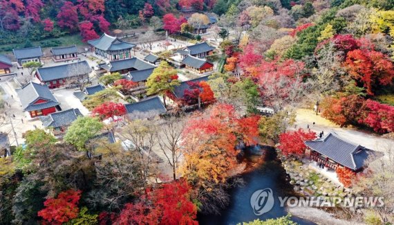 '애기단풍' 물드는 장성 백양사…4년 만에 가을축제 연다