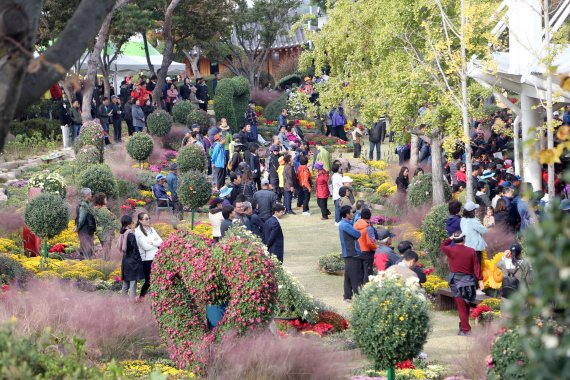 단풍 짙어가는 영암 월출산에 국화향 가득…국화축제 29일 개막