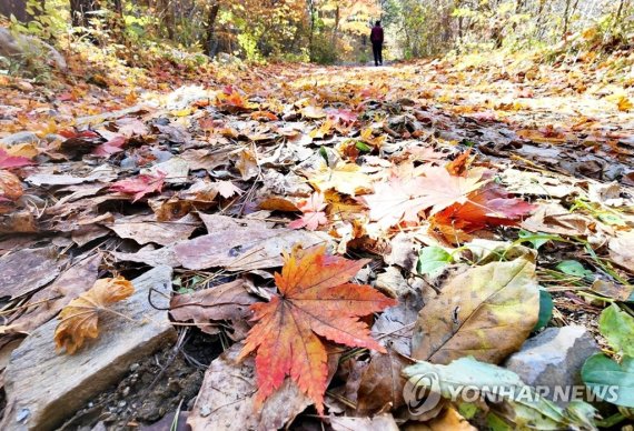 태백산 백천계곡 단풍길 걸으면 진한 가을 여행