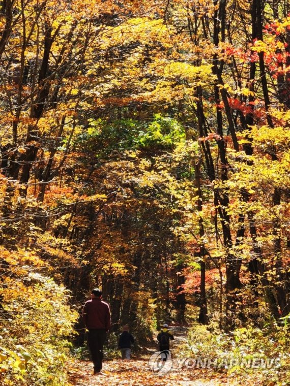 태백산 백천계곡의 갈색 가을 태백산 백천계곡의 갈색 가을 (태백=연합뉴스) 배연호 기자 = 19일 태백산국립공원 백천계곡 단풍길이 가을의 진한 갈색으로 물들고 있다. 2022.10.19 byh@yna.co.kr (끝)