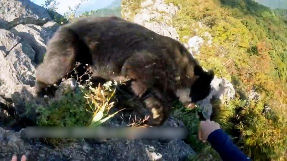일본의 한 등반가가 갑자기 나타난 곰의 습격에 맞서 가라테(唐手)실력을 발휘해 위기에서 벗어났다. 뉴시스