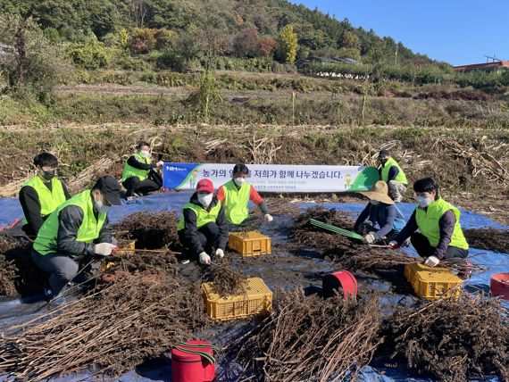 농협은행 금융소비자보호부문 이수경 부행장(첫줄 맨 오른쪽)과 직원들이 지난 19일 경기도 양평군 다대리 소재 자매결연마을을 찾아 일손돕기를 실시하고 있다. NH농협은행 제공