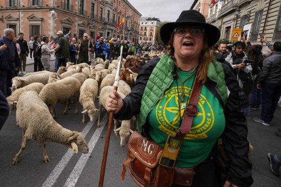 [마드리드=AP/뉴시스] 23일(현지시간) 스페인 마드리드에서 전통 양떼 축제가 열려 한 양치기가 양들을 인도해 시내를 지나고 있다. 이 축제는 양치기들이 겨울을 나기 위해 양들을 따뜻한 남쪽으로 이동시키던 600년 전 풍습을 재현한 행사로 매년 10월 열린다. 2022.10.24.