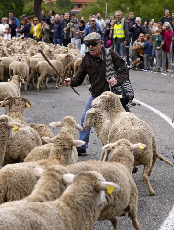 [마드리드=AP/뉴시스] 23일(현지시간) 스페인 마드리드에서 전통 양떼 축제가 열려 한 양치기가 양들을 인도해 시내를 지나고 있다. 이 축제는 양치기들이 겨울을 나기 위해 양들을 따뜻한 남쪽으로 이동시키던 600년 전 풍습을 재현한 행사로 매년 10월 열린다. 2022.10.24.