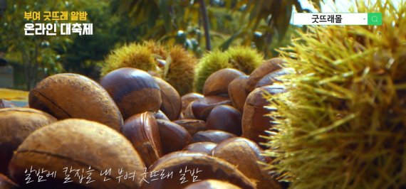 부여군, 내달 30일까지 ‘굿뜨래 알밤 온라인 축제’