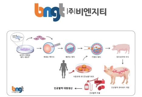 인공혈액 제공용 형질전환 돼지 개발 모식도. 사진=BNGT