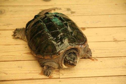 귀엽다고 키우던 '늑대거북', 커지면 사람도 공격..생태계교란종 지정